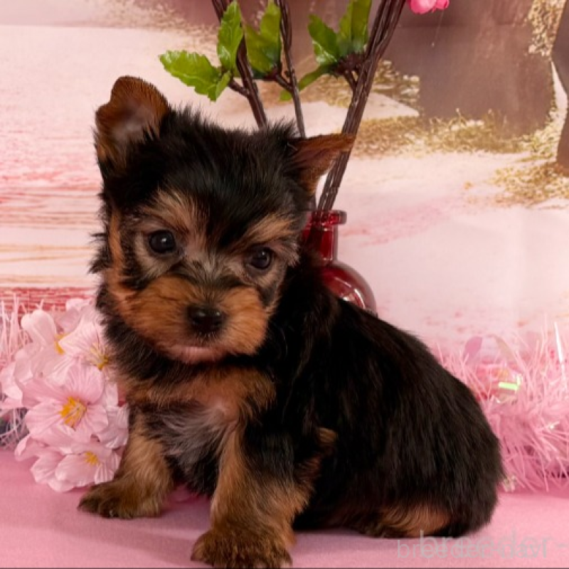 販売中の秋田県のヨークシャーテリア-446325の9枚目