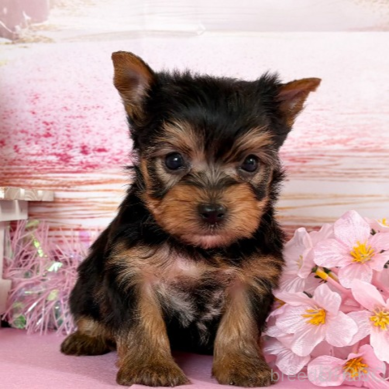 販売中の秋田県のヨークシャーテリア-446325の8枚目