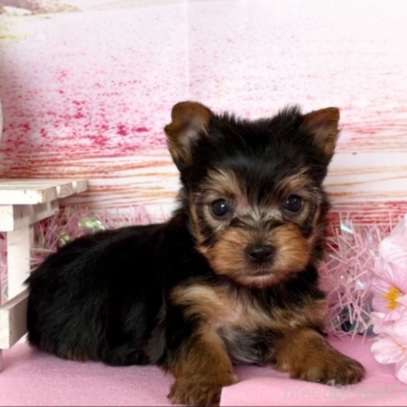 販売中の秋田県のヨークシャーテリア-446325の7枚目