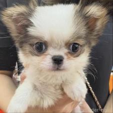 ♀︎ミックス犬