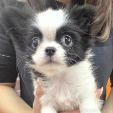 ♀︎ミックス犬