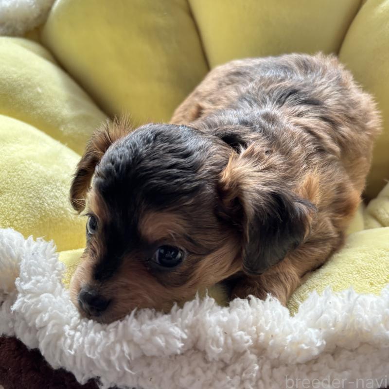 販売中の熊本県のチワプー:チワワ×トイプードル-446183の6枚目