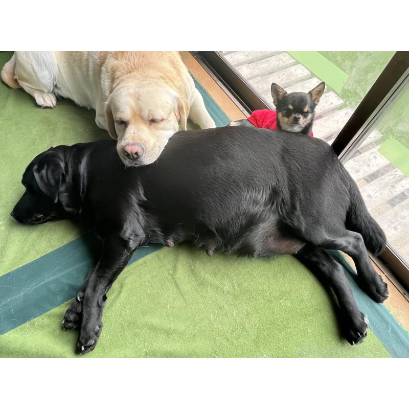 犬舎紹介の茨城県の犬舎紹介-5338の5枚目