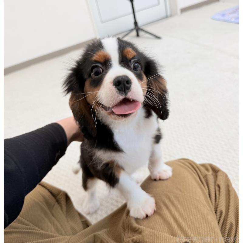 販売中の埼玉県のキャバリアキングチャールズスパニエル-435010の6枚目