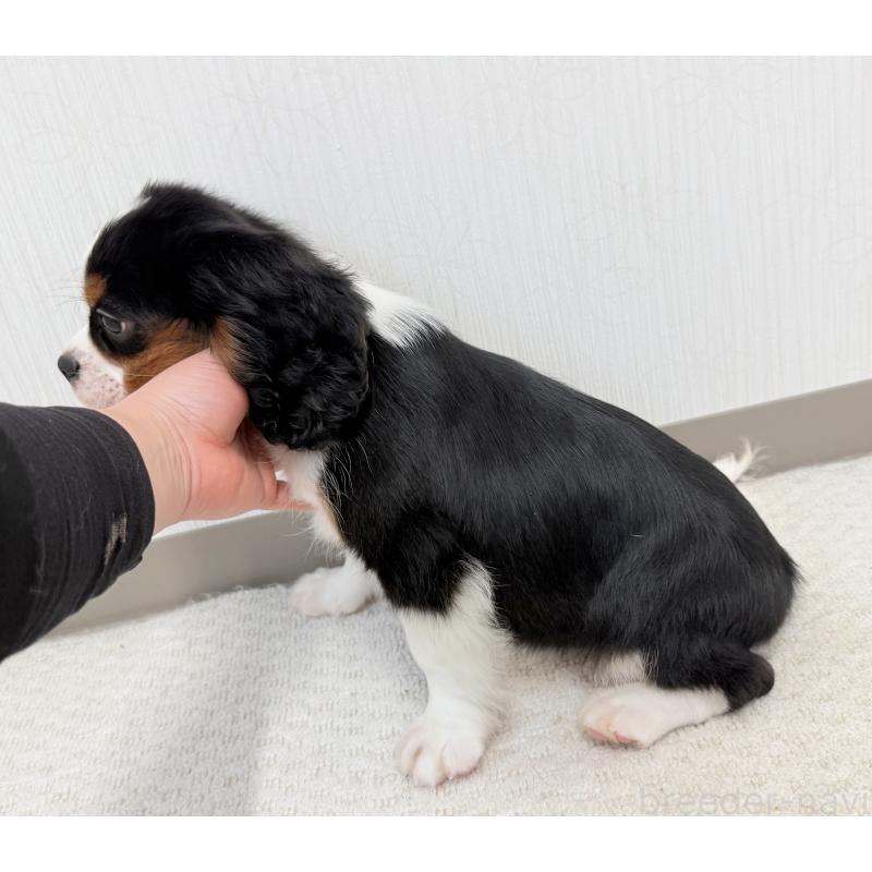 販売中の埼玉県のキャバリアキングチャールズスパニエル-435010の5枚目