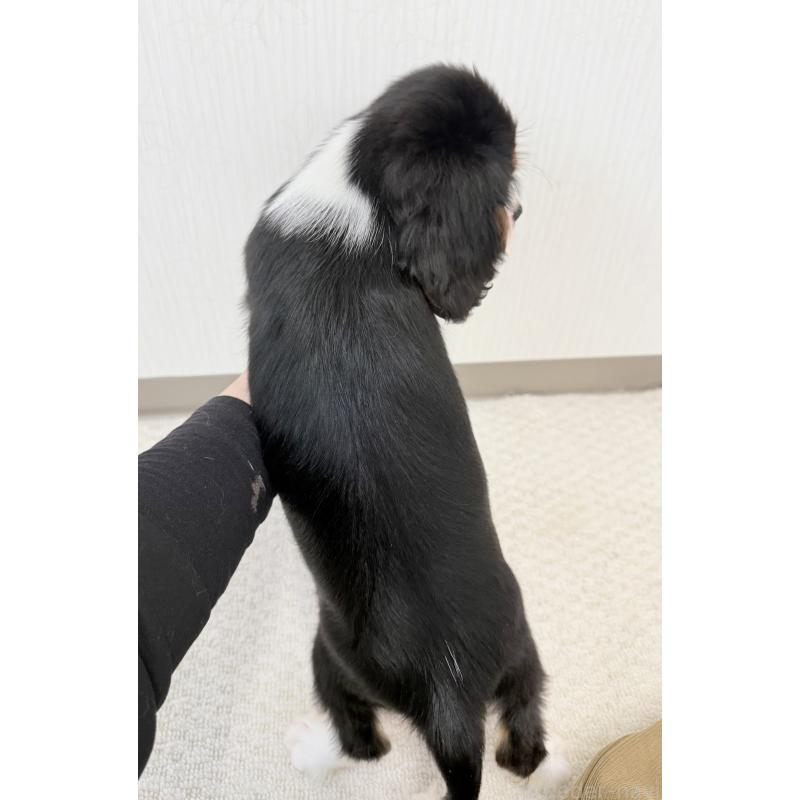 販売中の埼玉県のキャバリアキングチャールズスパニエル-435010の4枚目