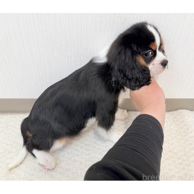 販売中の埼玉県のキャバリアキングチャールズスパニエル-435010の3枚目