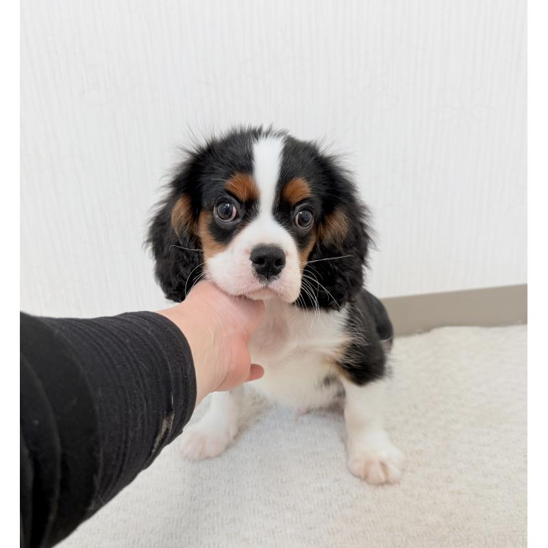 販売中の埼玉県のキャバリアキングチャールズスパニエル-435010の2枚目