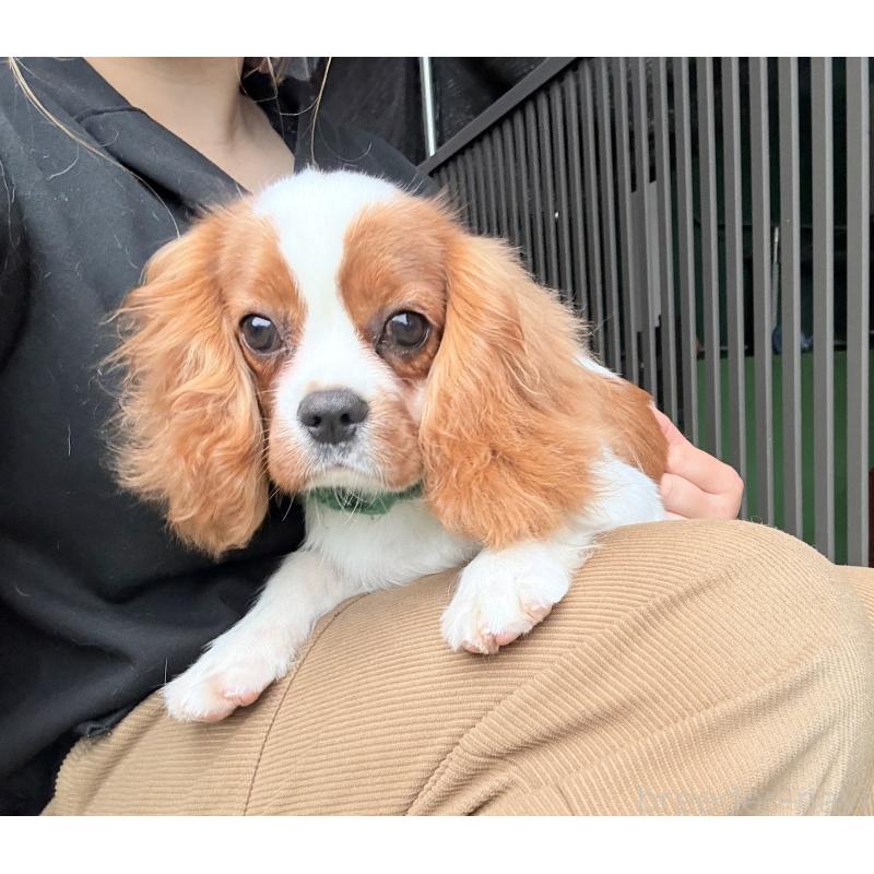 販売中の埼玉県のキャバリアキングチャールズスパニエル-423549の3枚目