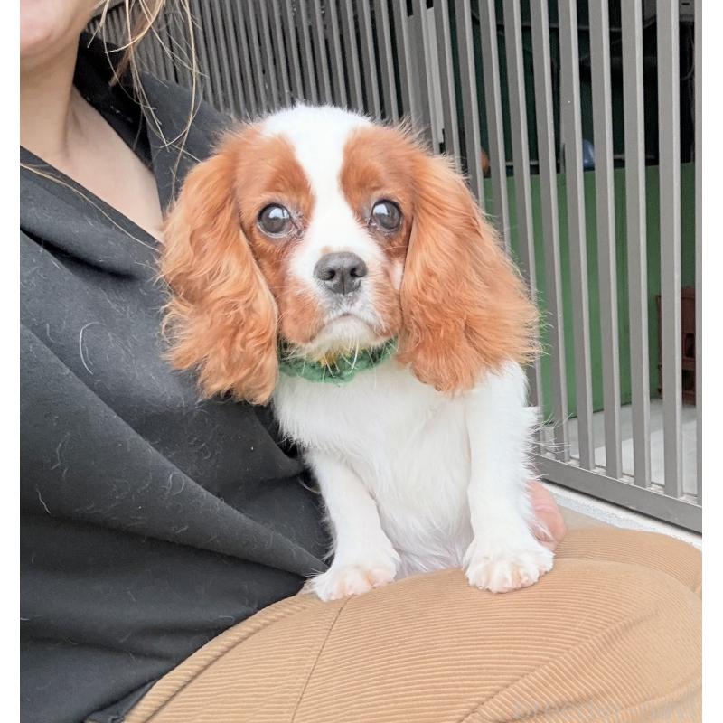 販売中の埼玉県のキャバリアキングチャールズスパニエル-423549の2枚目