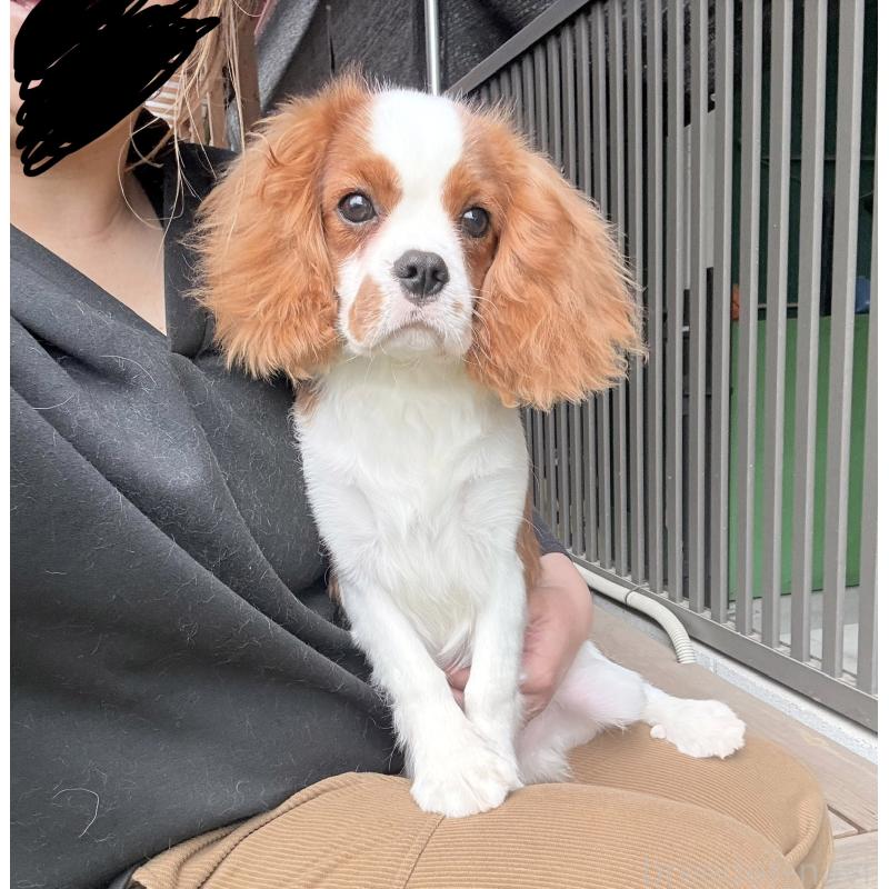 販売中の埼玉県のキャバリアキングチャールズスパニエル-421880の3枚目