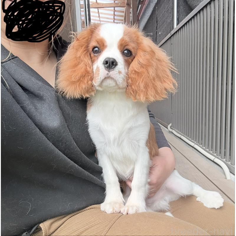 販売中の埼玉県のキャバリアキングチャールズスパニエル-421880の2枚目