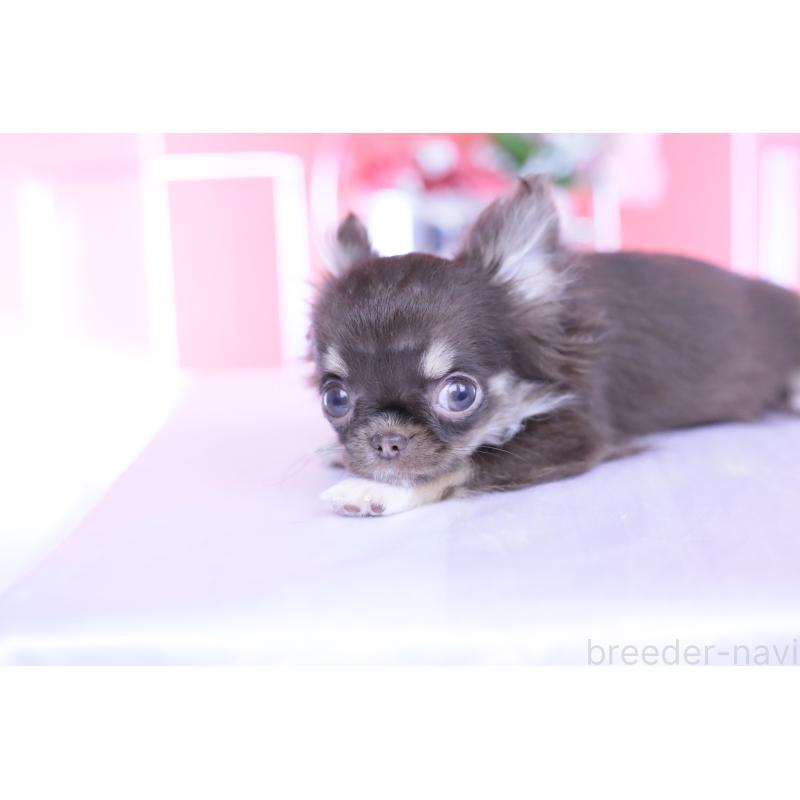 成約済の愛知県のチワワ(ロングコート)-431074の10枚目