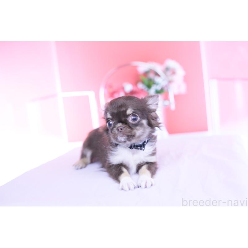 成約済の愛知県のチワワ(ロングコート)-431074の9枚目