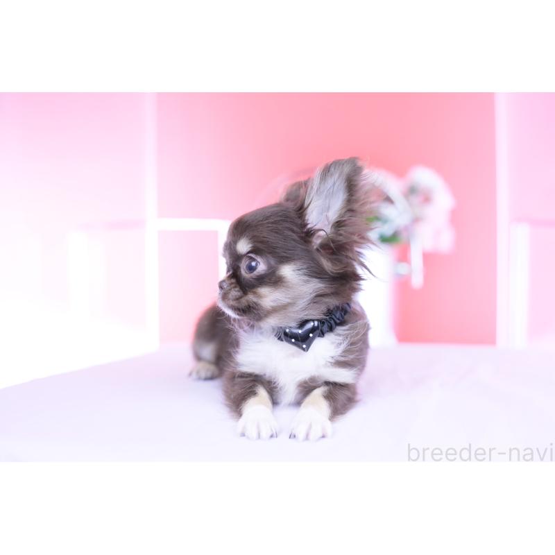 成約済の愛知県のチワワ(ロングコート)-431074の8枚目