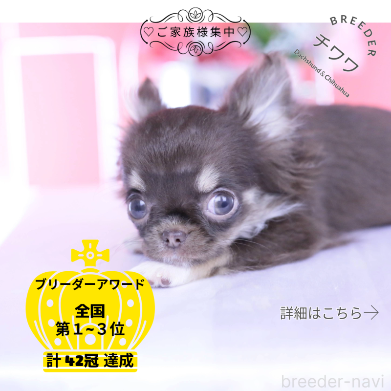 ♀︎チワワ(ロングコート)