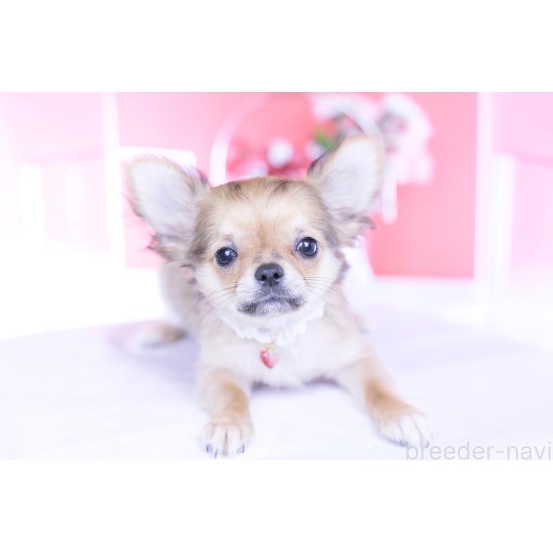 販売中の愛知県のチワワ(ロングコート)-434572の9枚目