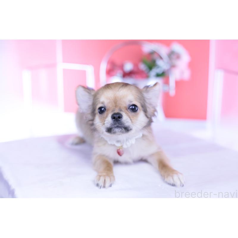 販売中の愛知県のチワワ(ロングコート)-434572の8枚目