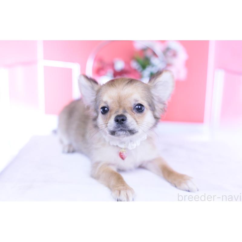 販売中の愛知県のチワワ(ロングコート)-434572の5枚目