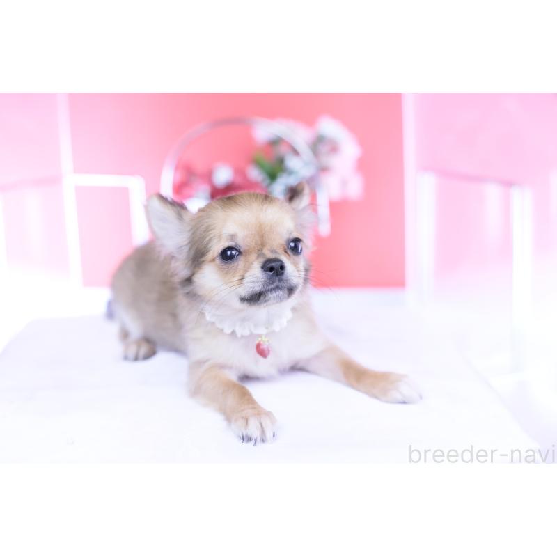 販売中の愛知県のチワワ(ロングコート)-434572の2枚目