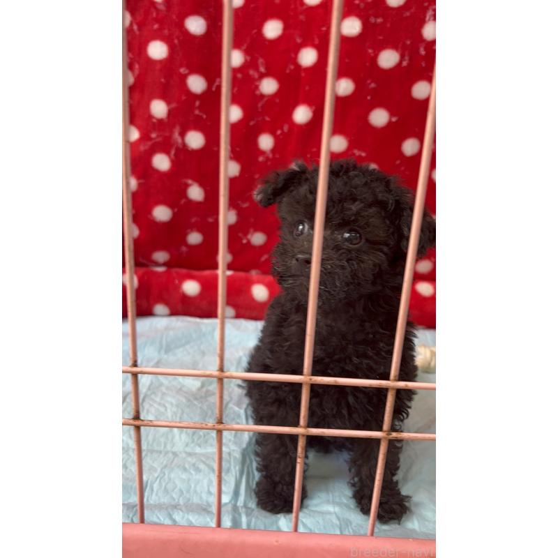 販売中の静岡県のトイプードル-442527の11枚目