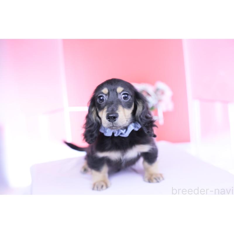 販売中の愛知県のカニンヘンダックスフンド(ロングヘアード)-434566の7枚目