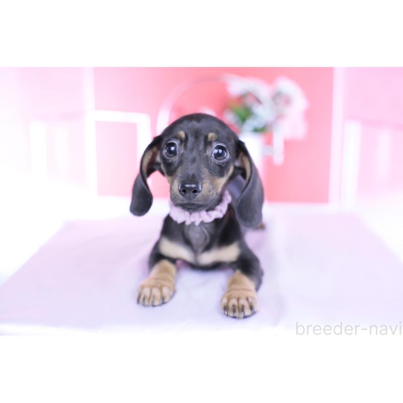 販売中の愛知県のカニンヘンダックスフンド(スムースヘアード)-435689の10枚目