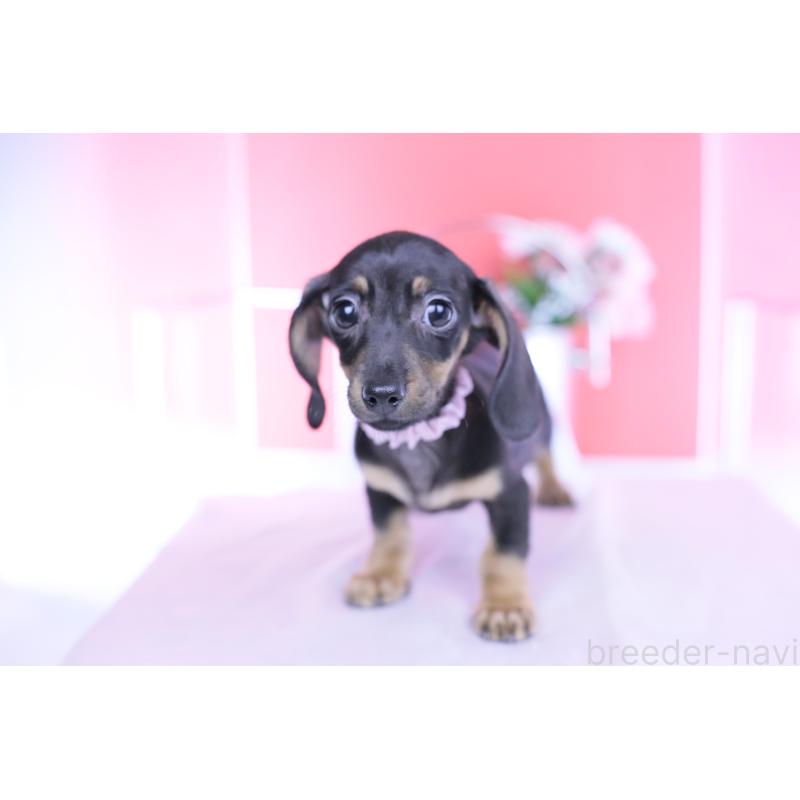 販売中の愛知県のカニンヘンダックスフンド(スムースヘアード)-435689の9枚目