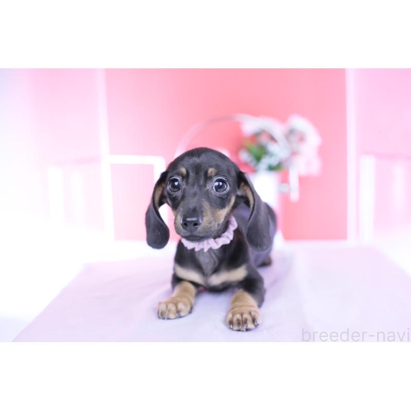 販売中の愛知県のカニンヘンダックスフンド(スムースヘアード)-435689の8枚目