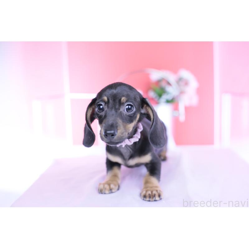 販売中の愛知県のカニンヘンダックスフンド(スムースヘアード)-435689の7枚目