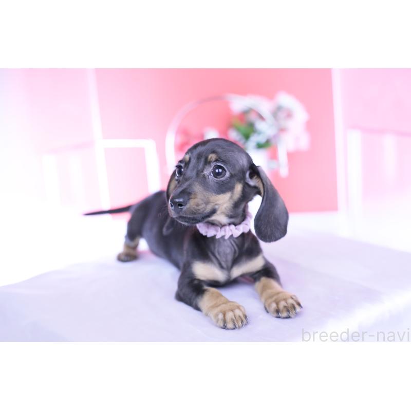 販売中の愛知県のカニンヘンダックスフンド(スムースヘアード)-435689の6枚目