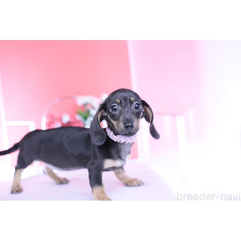 販売中の愛知県のカニンヘンダックスフンド(スムースヘアード)-435689の4枚目