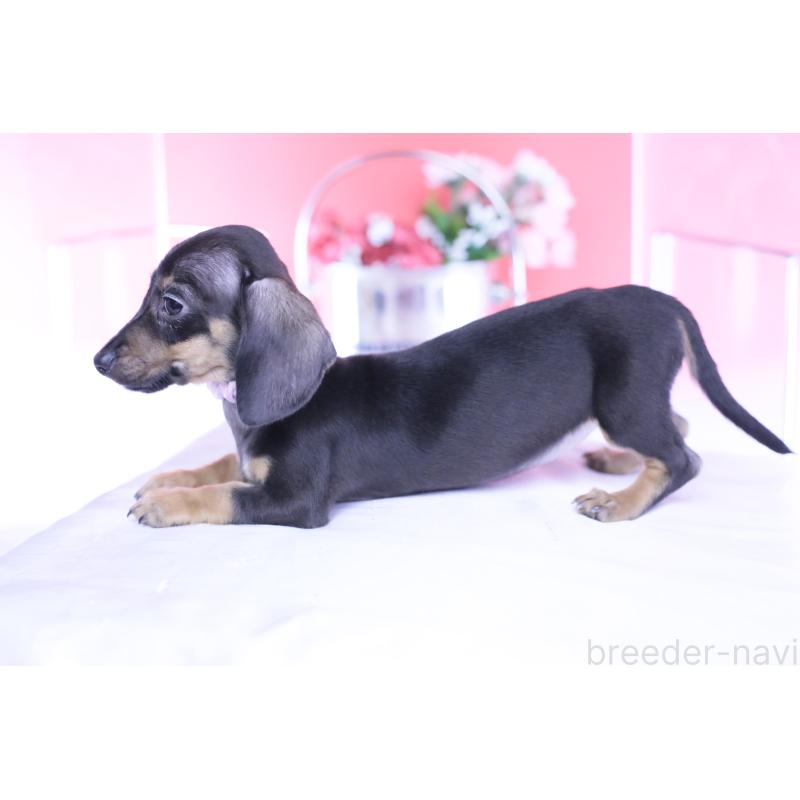 販売中の愛知県のカニンヘンダックスフンド(スムースヘアード)-435689の3枚目