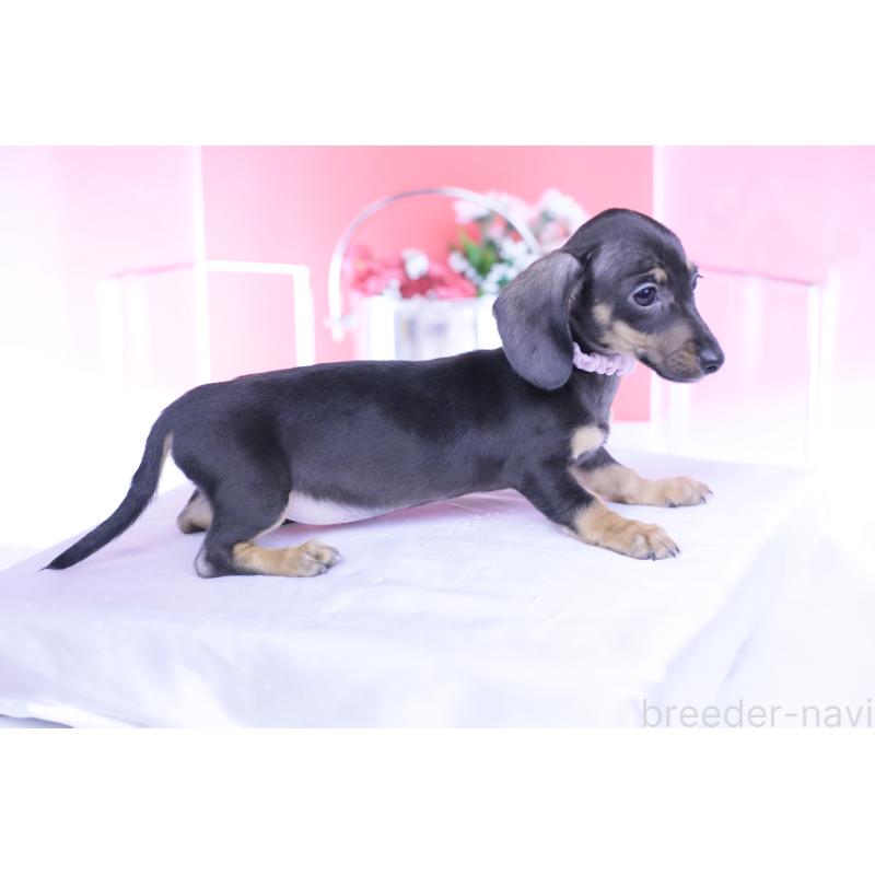 販売中の愛知県のカニンヘンダックスフンド(スムースヘアード)-435689の2枚目