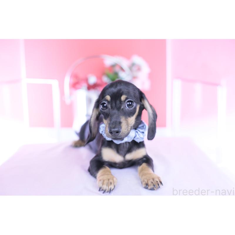 販売中の愛知県のカニンヘンダックスフンド(スムースヘアード)-435698の9枚目