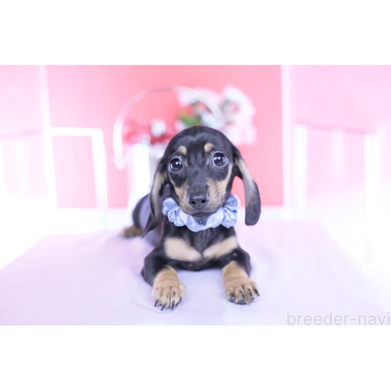 販売中の愛知県のカニンヘンダックスフンド(スムースヘアード)-435698の8枚目