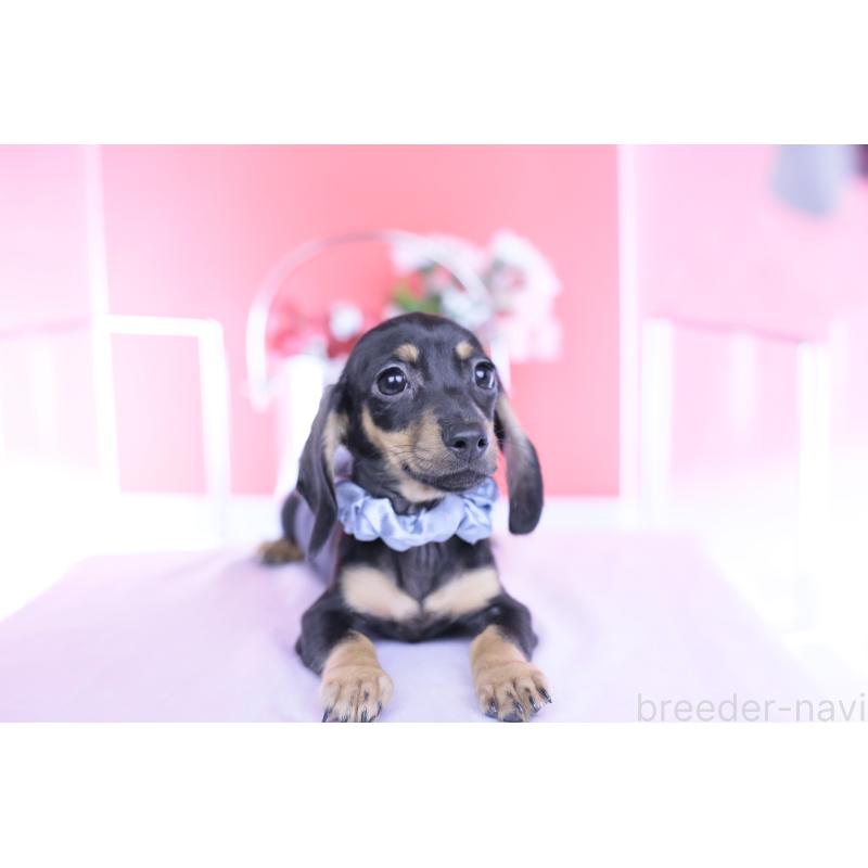 販売中の愛知県のカニンヘンダックスフンド(スムースヘアード)-435698の7枚目