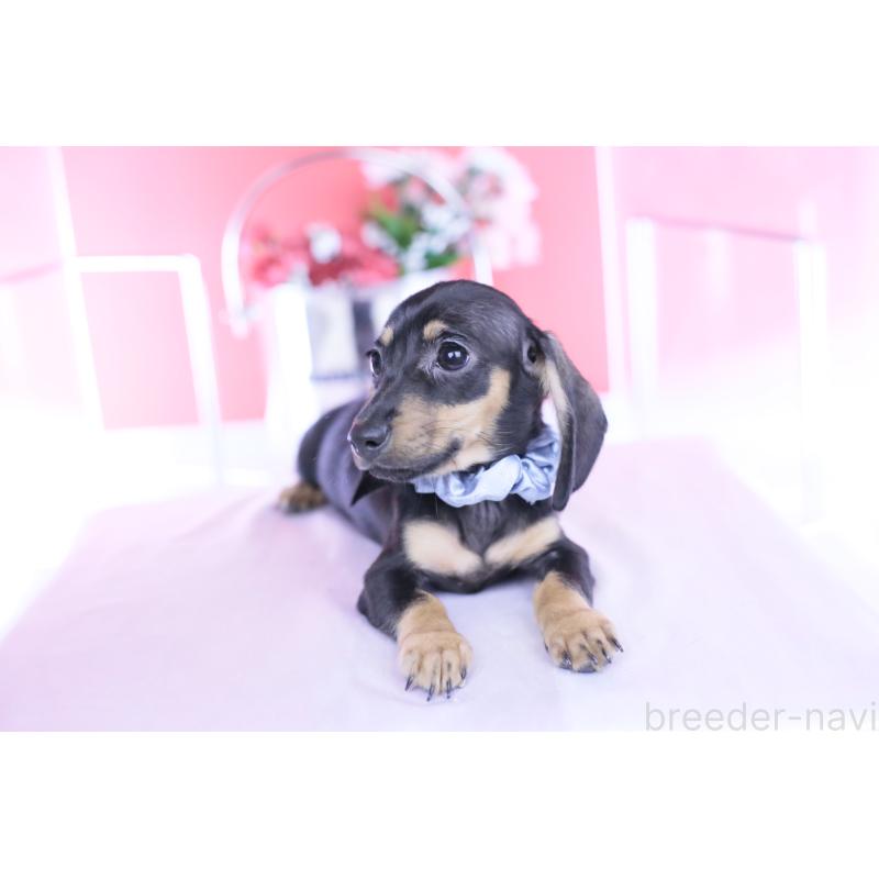 販売中の愛知県のカニンヘンダックスフンド(スムースヘアード)-435698の6枚目