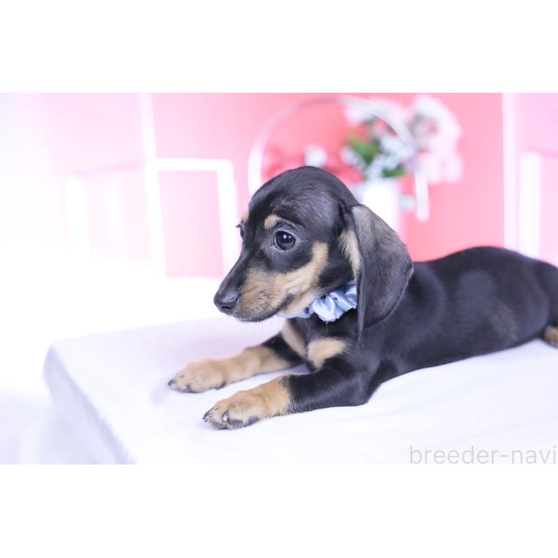 販売中の愛知県のカニンヘンダックスフンド(スムースヘアード)-435698の4枚目