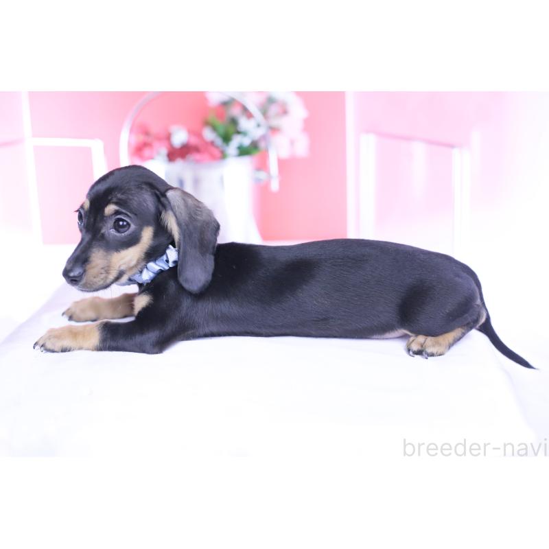 販売中の愛知県のカニンヘンダックスフンド(スムースヘアード)-435698の3枚目