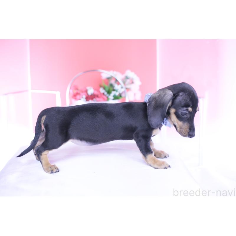 販売中の愛知県のカニンヘンダックスフンド(スムースヘアード)-435698の2枚目