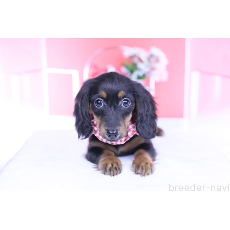 販売中の愛知県のカニンヘンダックスフンド(ロングヘアード)-435702の9枚目