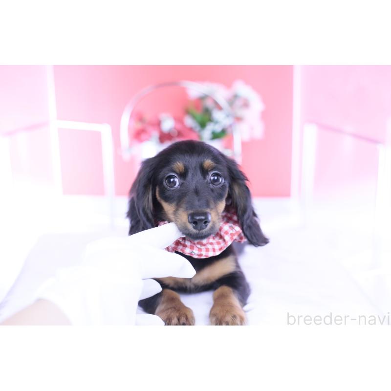 販売中の愛知県のカニンヘンダックスフンド(ロングヘアード)-435702の6枚目