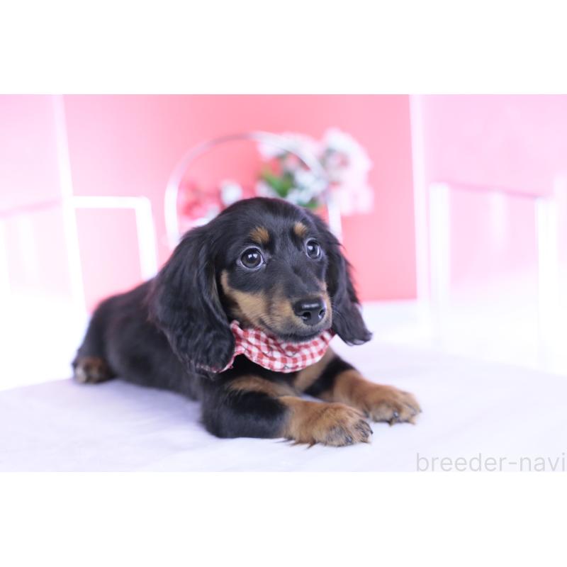 販売中の愛知県のカニンヘンダックスフンド(ロングヘアード)-435702の5枚目