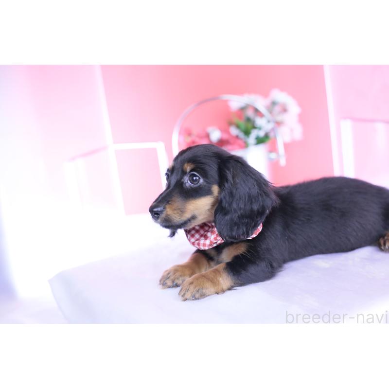 販売中の愛知県のカニンヘンダックスフンド(ロングヘアード)-435702の4枚目