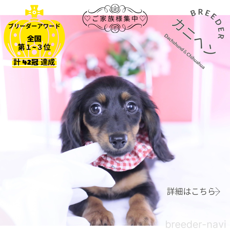 販売中の愛知県のカニンヘンダックスフンド(ロングヘアード)-435702