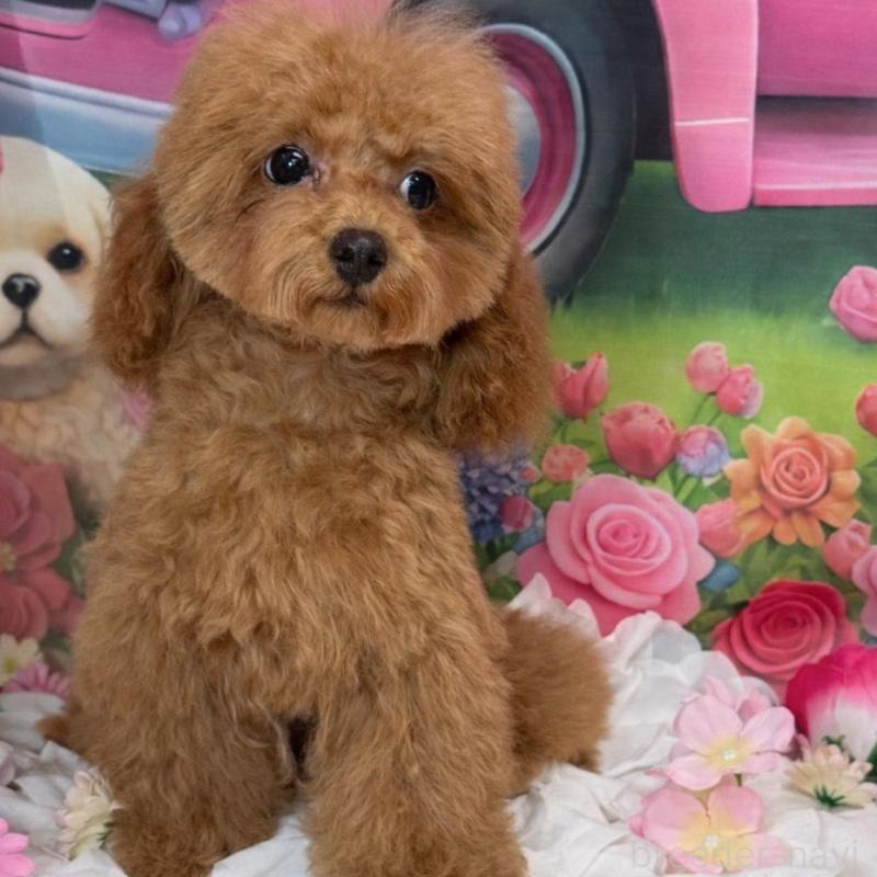 販売中の広島県のトイプードル-422709の5枚目