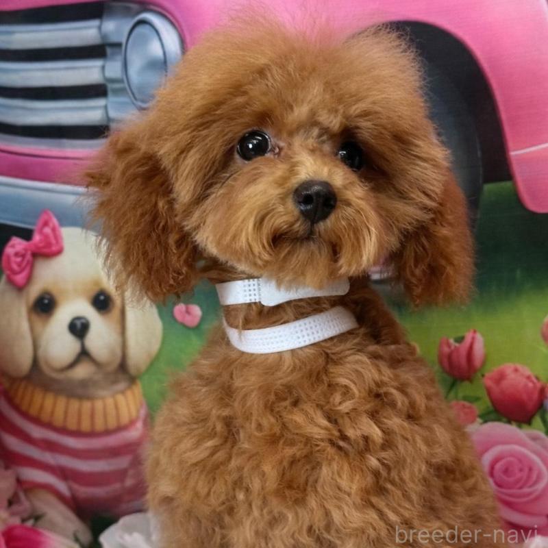 販売中の広島県のトイプードル-422709の4枚目