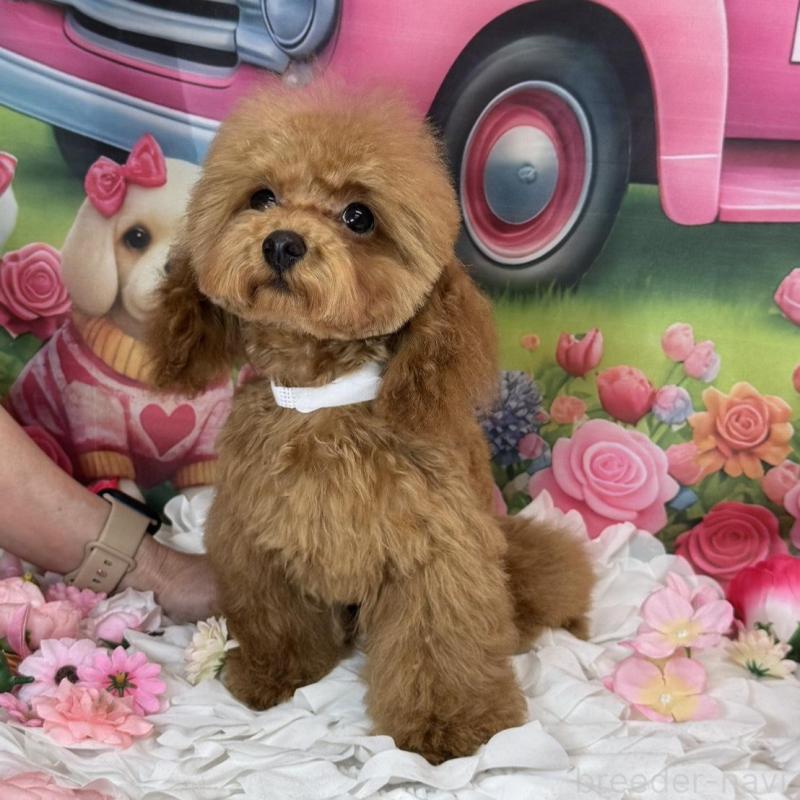 販売中の広島県のトイプードル-422709の2枚目