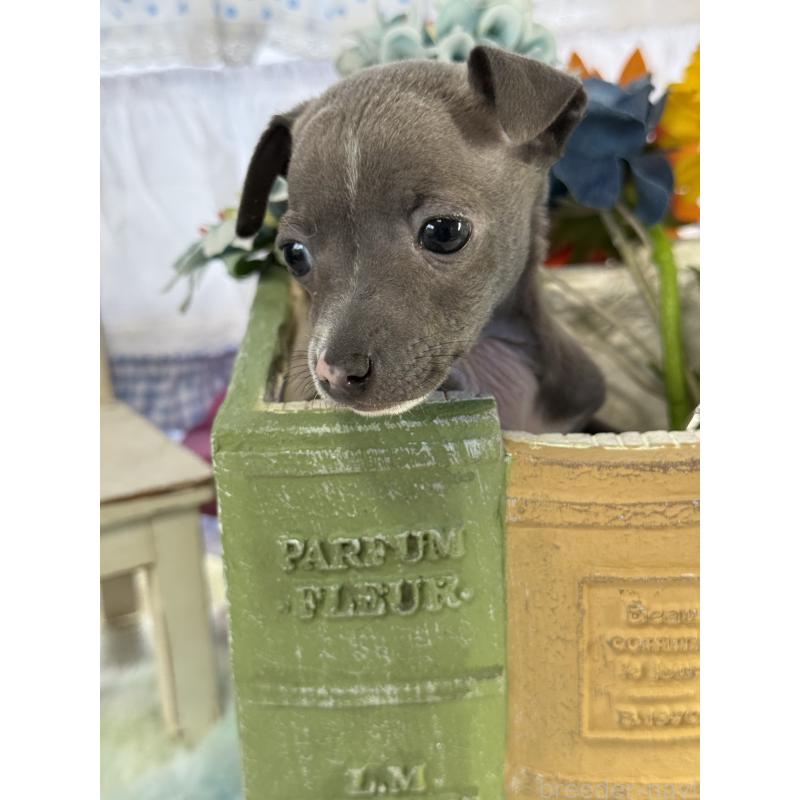 成約済の宮崎県のイタリアングレーハウンド(イタグレ)-442638の3枚目